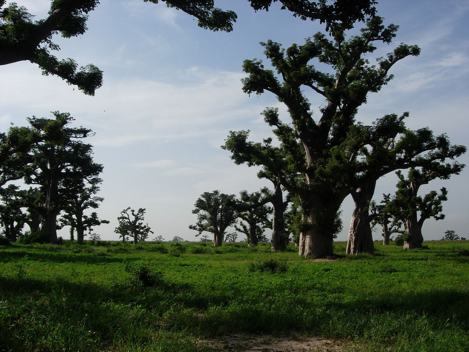 Forêt de baobabs, Sénégal